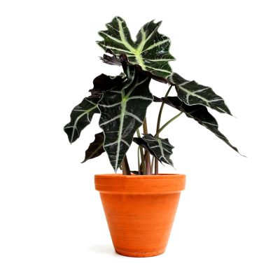 Alocasia Polly