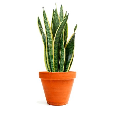 Sansevieria