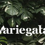 variegata costilla de adan-