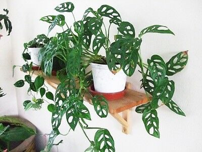 MONSTERA ADANSONII