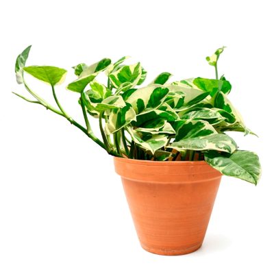 Pothos Aereum