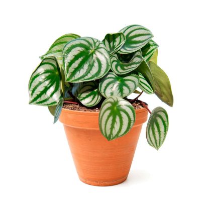 Peperomia Argyreia Watermelon