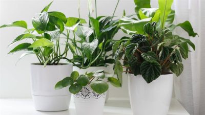 5-plantas-de-interior-que-funcionan-bien-con-luz-indirecta