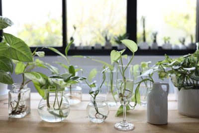8-plantas-de-interior-que-puedes-cultivar-en-el-agua