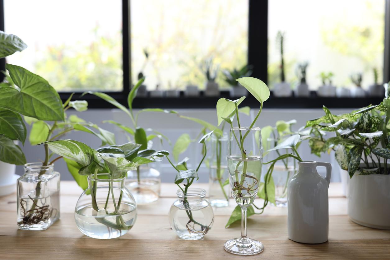 8-plantas-de-interior-que-puedes-cultivar-en-el-agua
