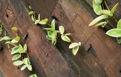 Ceropegia Woodii