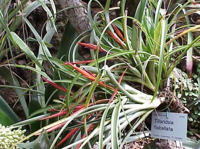 Tillandsia