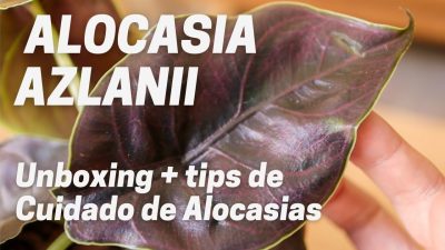 alocasia-azlanii-cuidado