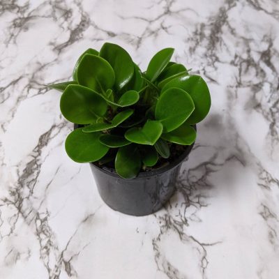 https-cheekyplantco-com-au-blogs-plants-blog-17-easy-houseplants-low-maintenance-indoor-plants-that-are-hard-to-kill