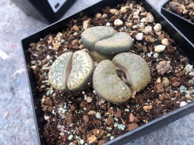 planta Lithops