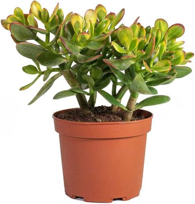 planta de jade