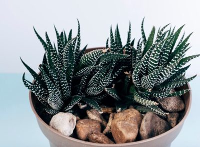 suculentas Haworthia