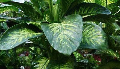 dieffenbachia